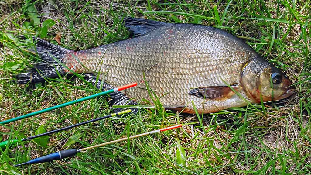 Straipsnis: Švento Petro gimtinėje. Antra dalis