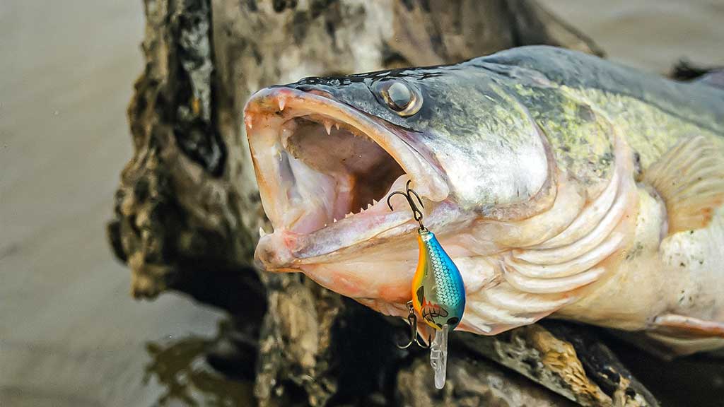 Be reikalo nuvertinti didieji crank vobleriai Be reikalo nuvertinti didieji crank vobleriai