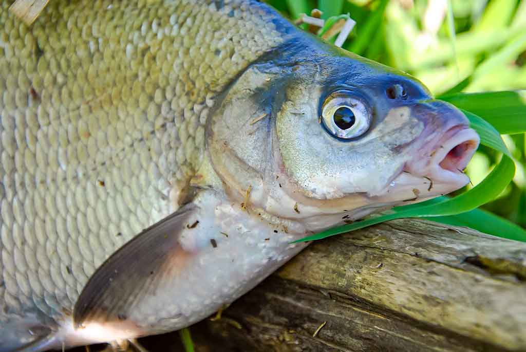 Kai žuvims gera – meškeriotojui liūdna Kai žuvims gera – meškeriotojui liūdna