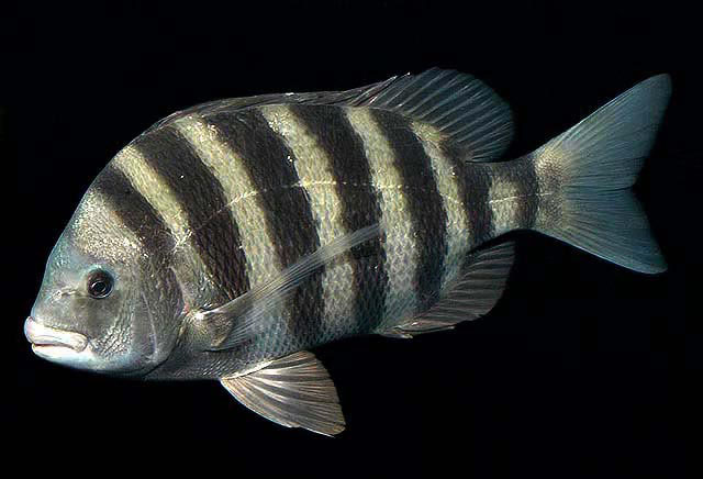 Žuvis-katorgininkas  Žuvis-katorgininkas