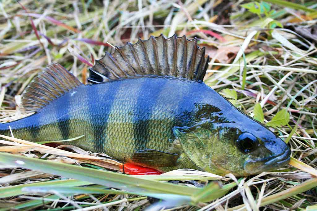 Kaip pagauti prisnūdusį Nevėžio ešerį Kaip pagauti prisnūdusį Nevėžio ešerį