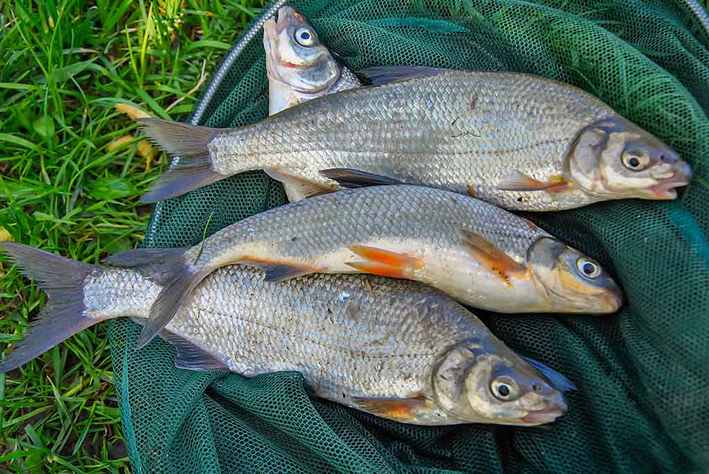 Pavasarinė žiobrių fiesta