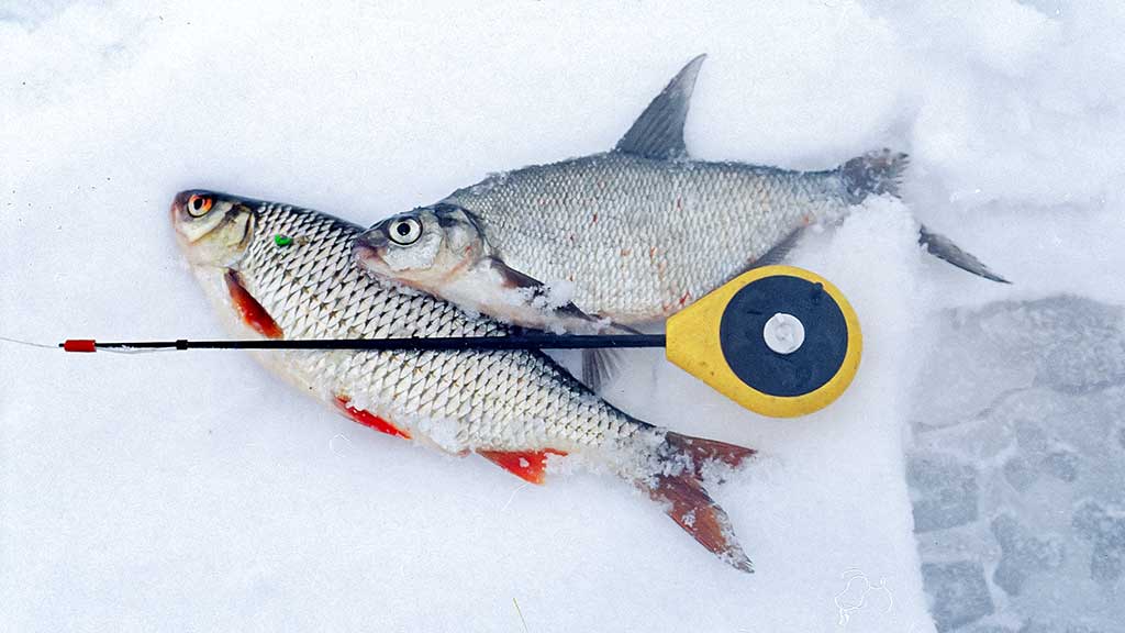 Kaip pagauti ešerį?