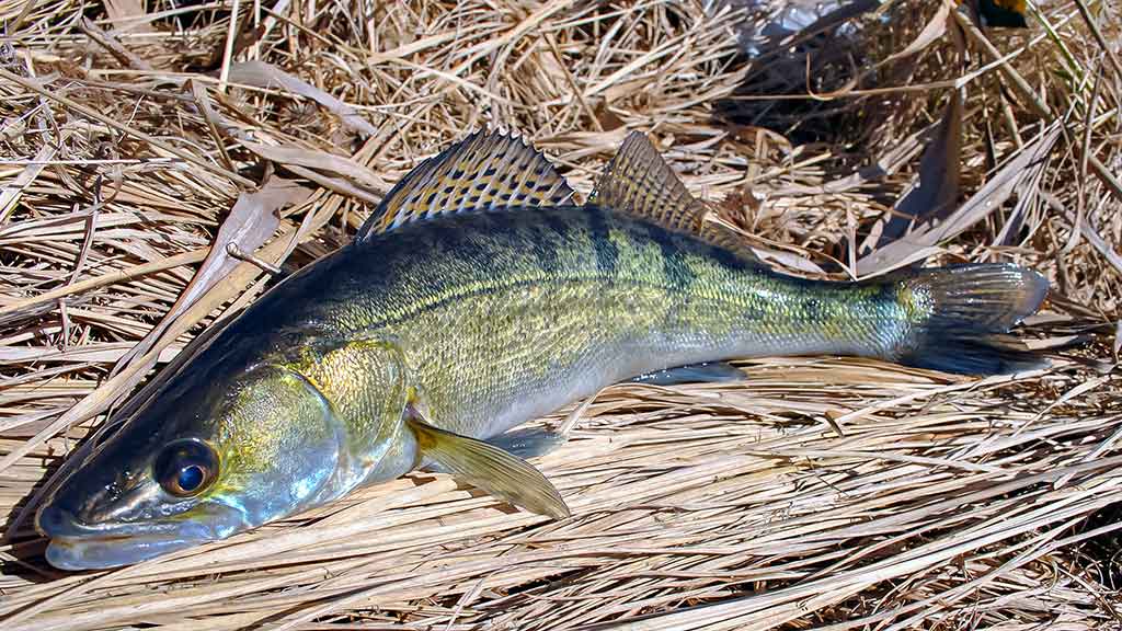 Kuomet sterkai pakyla. Trečia dalis