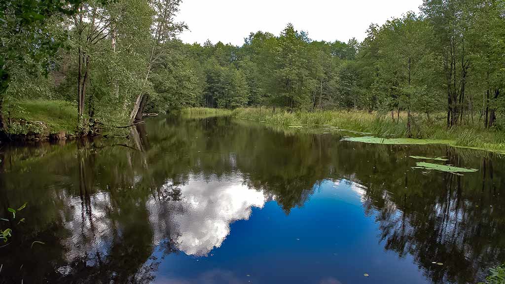Balų valdovo kaprizai. Pirma dalis Balų valdovo kaprizai. Pirma dalis