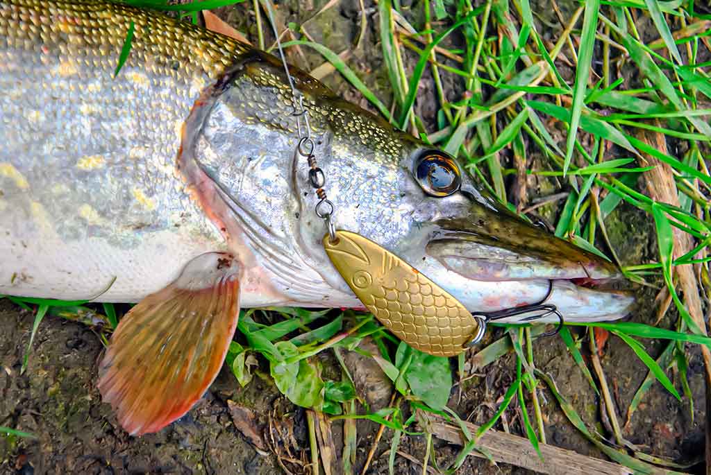 Kaip pagauti lydeką? Kaip pagauti lydeką?