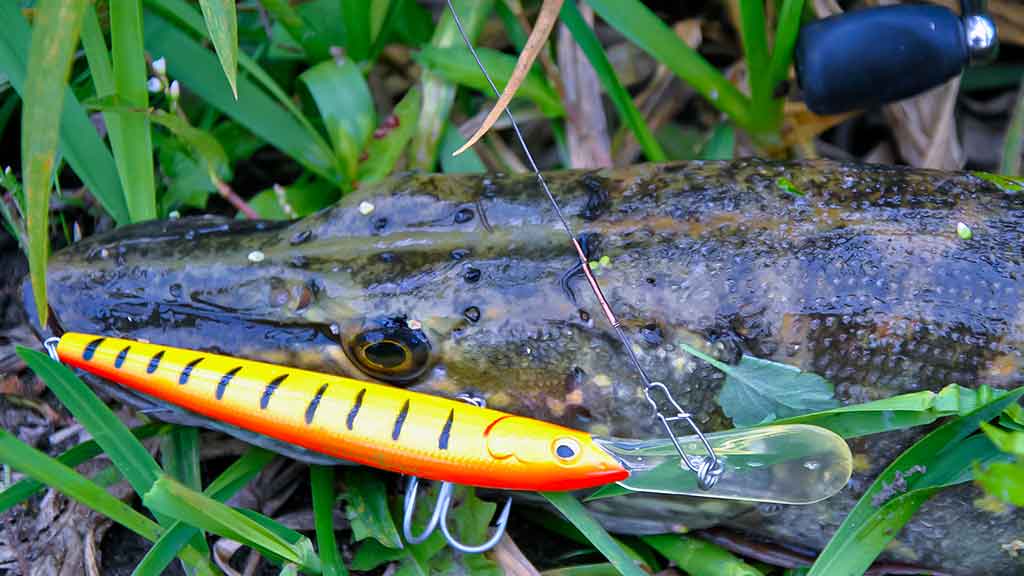 Sprunkančios žuvelės iliuzija Sprunkančios žuvelės iliuzija