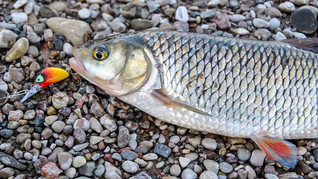 Tiny – kryptis į srovės širdį. Trečia dalis