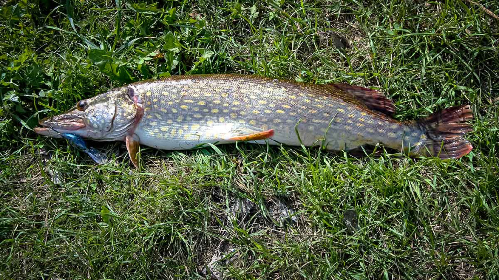 Ta gerai pažįstama mįslinga lydeka. Antra dalis