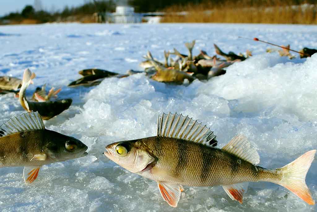 Kaip pagauti ešerį?
