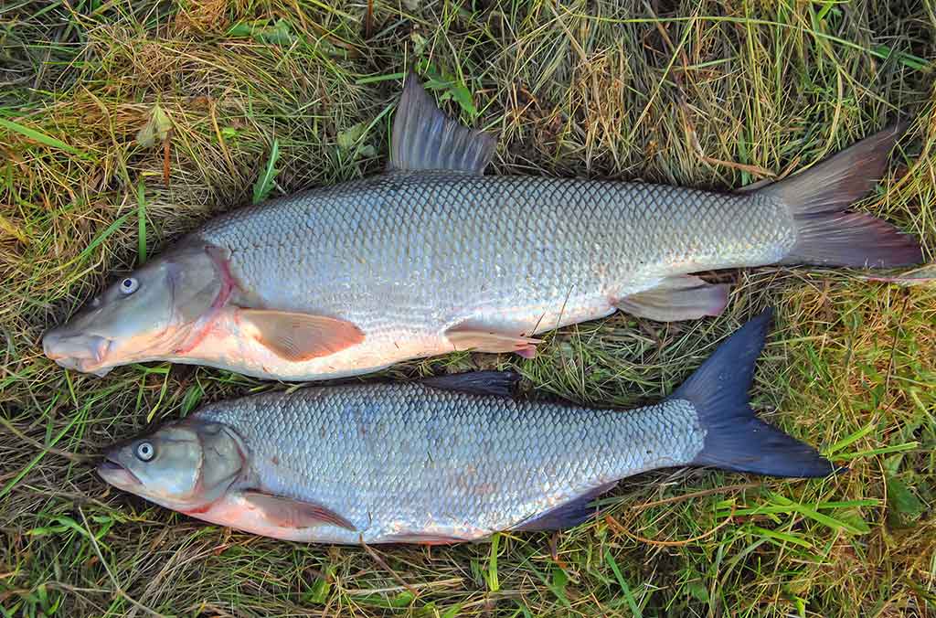 Nemuno kilpomis nuo Alytaus iki Prienų Nemuno kilpomis nuo Alytaus iki Prienų