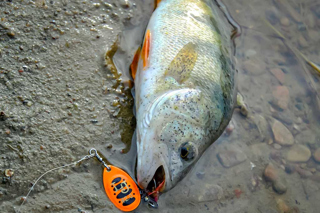 Dideli mažų upių siurprizai Dideli mažų upių siurprizai