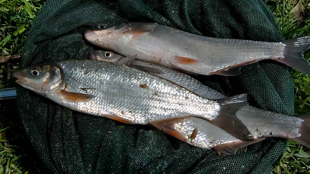 Kaip išsirinkti boloninę meškerę Kaip išsirinkti boloninę meškerę