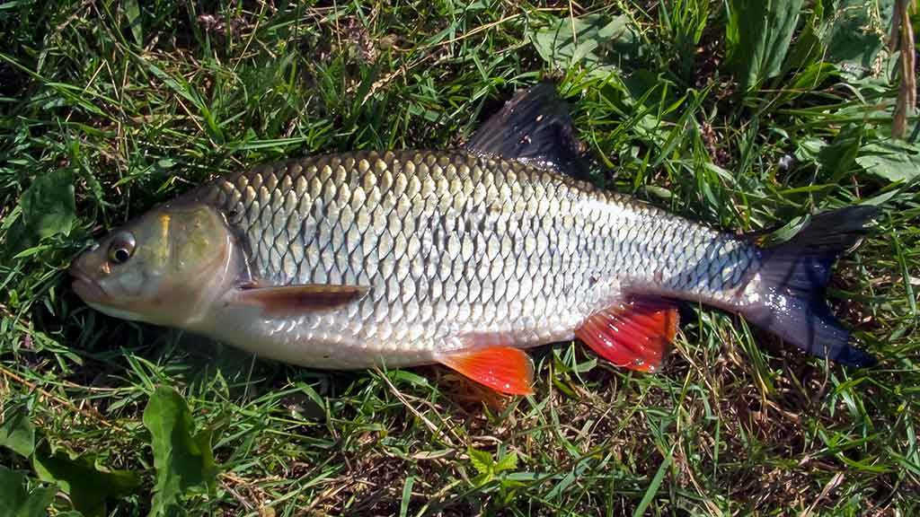 „Balta“ žuvis juodą naktį. Pirma dalis „Balta“ žuvis juodą naktį. Pirma dalis