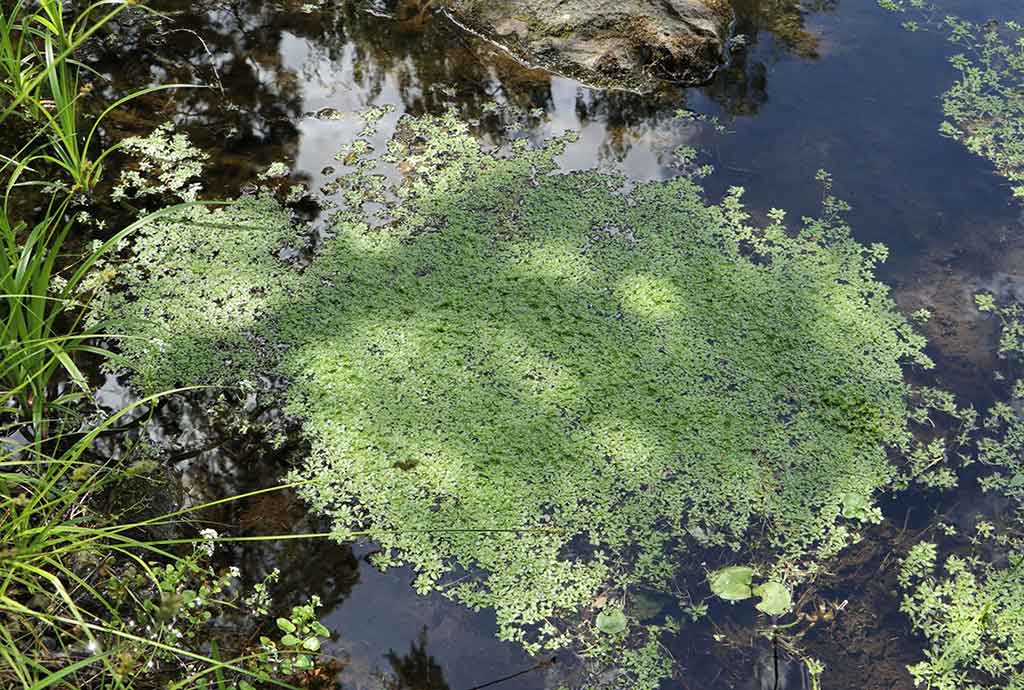 Vandens džiunglių labirintuose. Ne vien augalai Vandens džiunglių labirintuose. Ne vien augalai