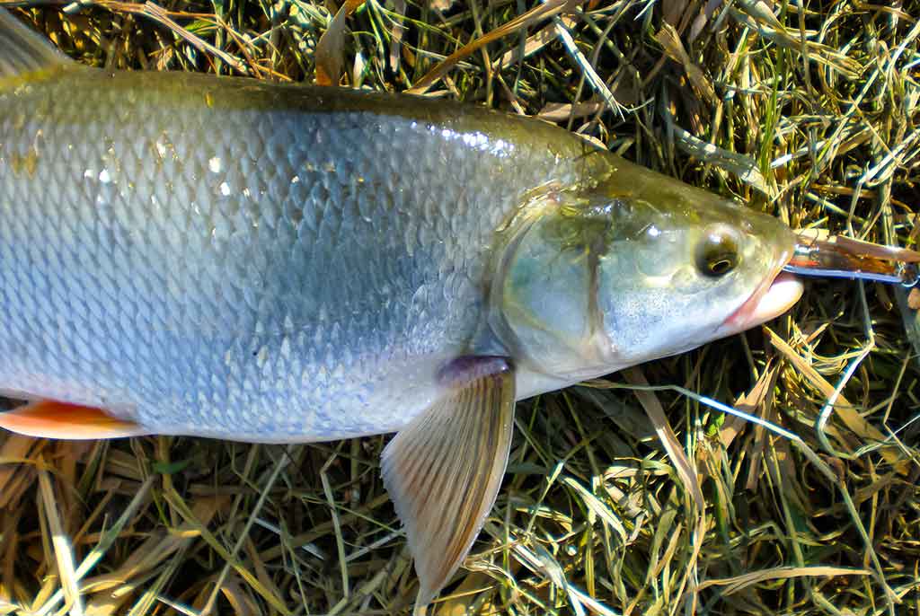 Švyst! Ir nuskrido... Pirma dalis Švyst! Ir nuskrido... Pirma dalis