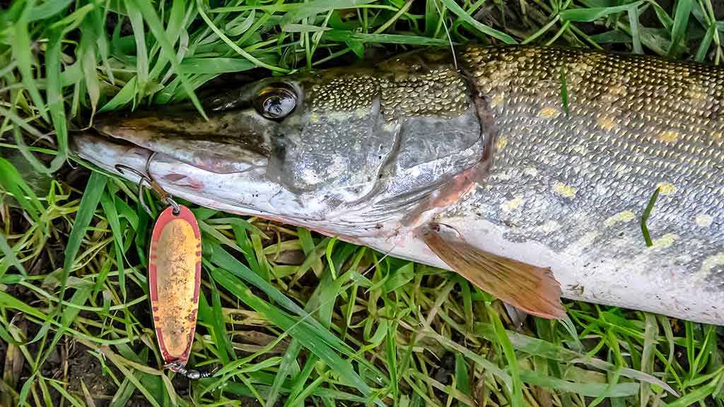 Tandemas – du metaliniai viliokliai Tandemas – du metaliniai viliokliai