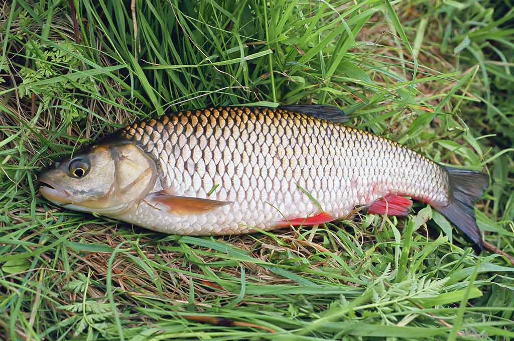 Tiny – kryptis į srovės širdį. Antra dalis Tiny – kryptis į srovės širdį. Antra dalis