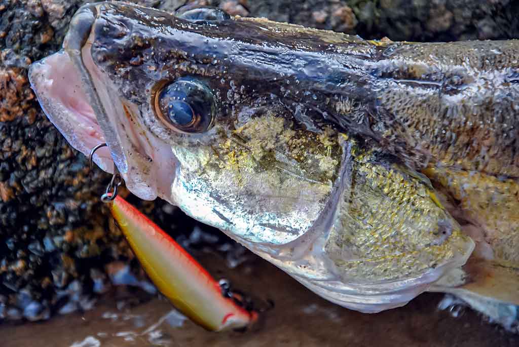 Sterkai ir vobleriai Sterkai ir vobleriai