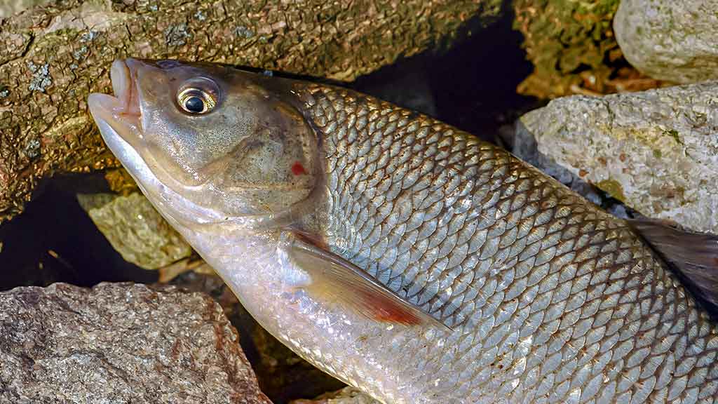 Su spiningu kovą ir balandį. Pirma dalis