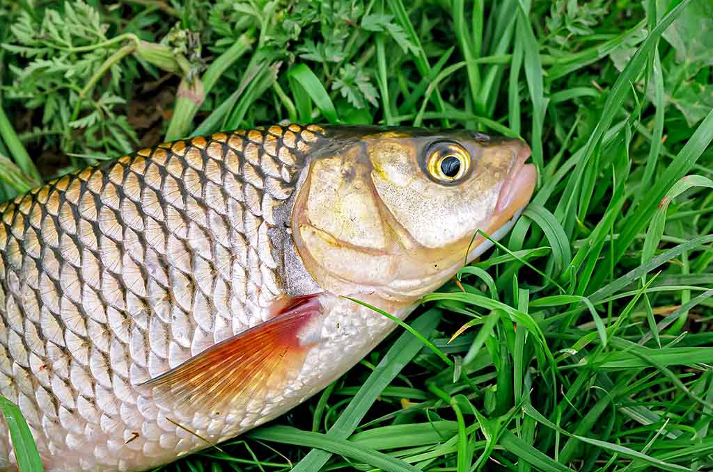 Didelė mažų svarelių reikšmė. Trečia dalis Didelė mažų svarelių reikšmė. Trečia dalis