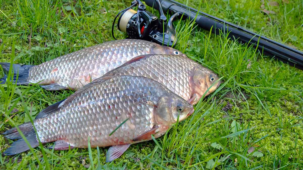 Iš žolių tankynės. Pirma dalis Iš žolių tankynės. Pirma dalis