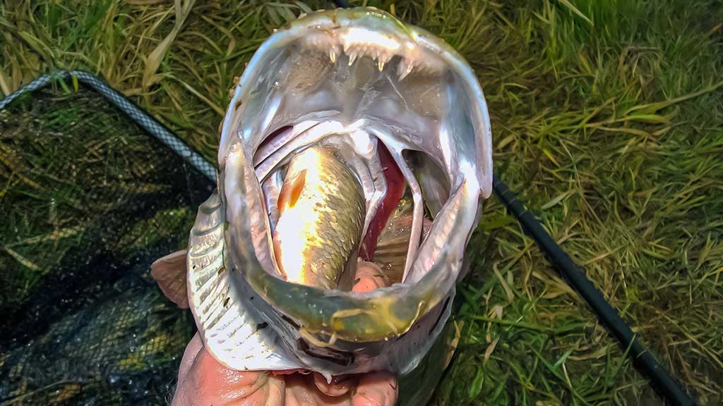 Nors ir žvynuotos, bet labai intelektualios Nors ir žvynuotos, bet labai intelektualios