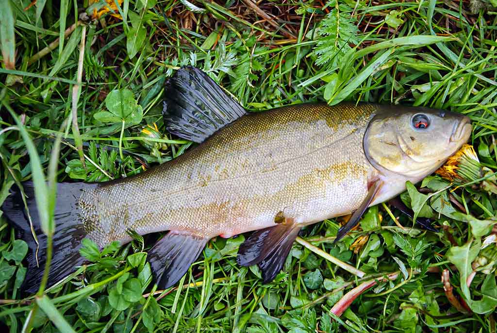 Kaip pagauti lyną? Kaip pagauti lyną?