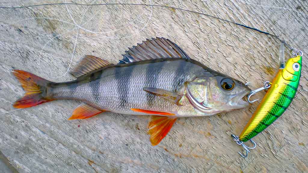Vobleris po mikroskopu – liežuvis ir kilpa. Pirma dalis Vobleris po mikroskopu – liežuvis ir kilpa. Pirma dalis