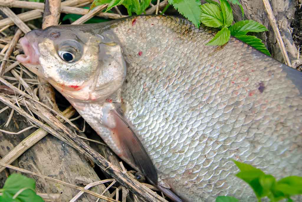 Nubudusio vandens vilionės. Pirma dalis Nubudusio vandens vilionės. Pirma dalis