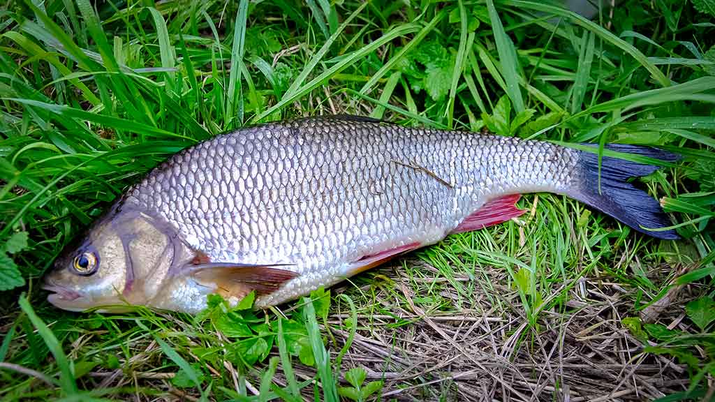 Klasikinis masalas meknėms. Pirma dalis