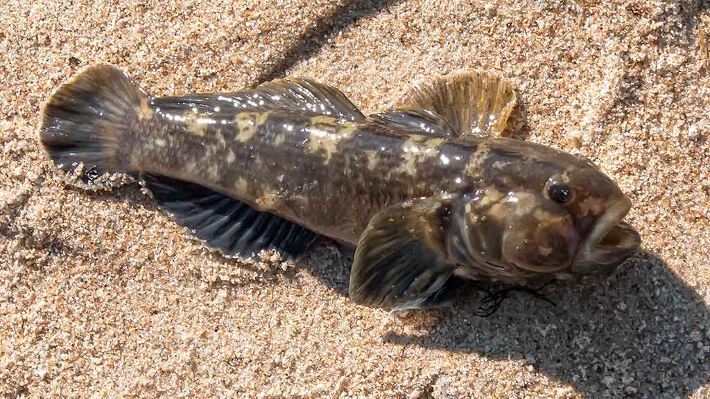 Kaip pagauti Baltijos plekšnę. Kada geriausiai žvejoti jūroje Kaip pagauti Baltijos plekšnę. Kada geriausiai žvejoti jūroje