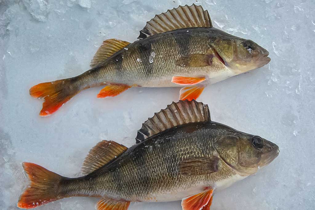 Ant pirmledžio su blizgu