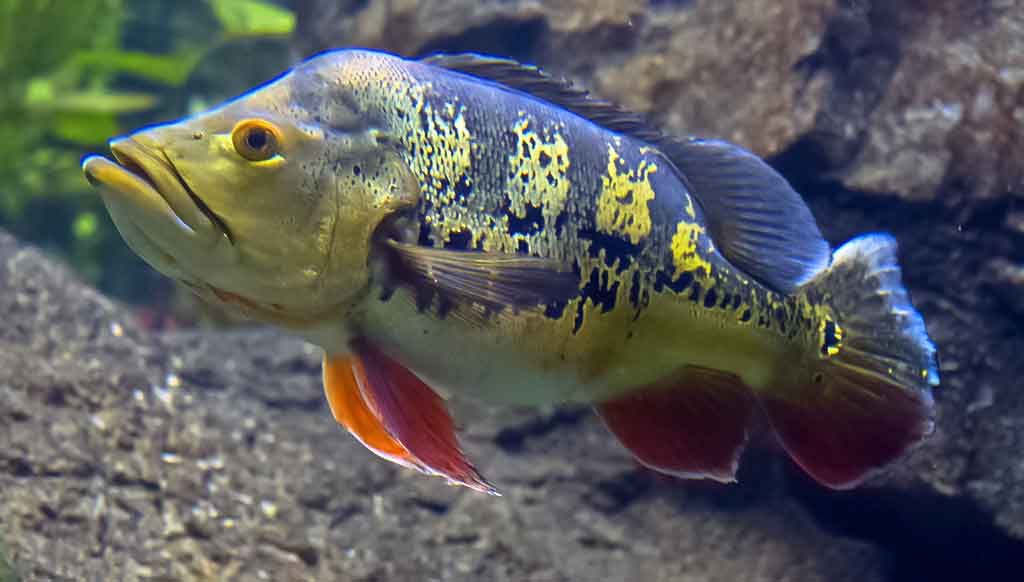 Povinis ešerys arba ešerys drugelis (Cichla ocellaris)