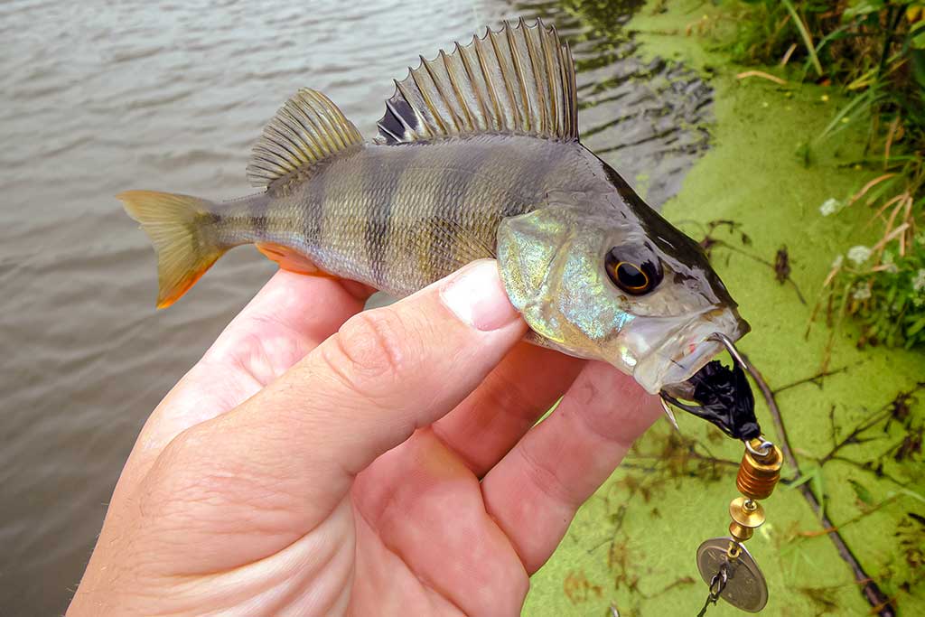 Kaip pagauti ešerį? Kaip pagauti ešerį?