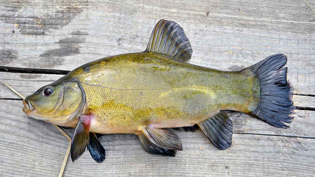 Sugrįžimas, kur giedra, šilta ir žalia