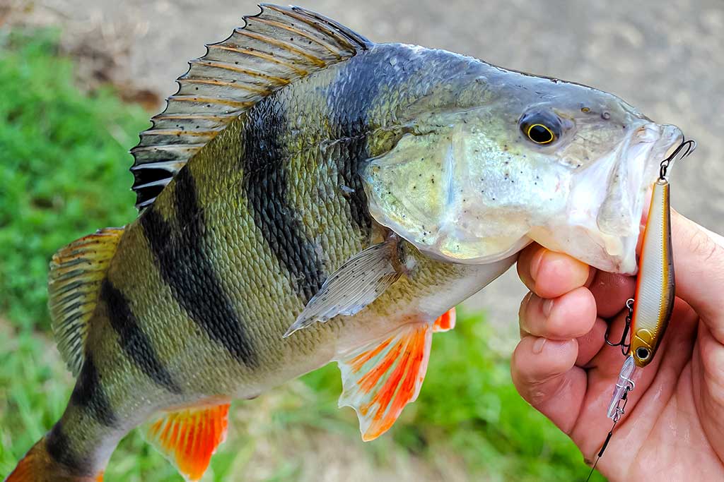 Vobleris po mikroskopu – liežuvis ir kilpa. Trečia dalis
