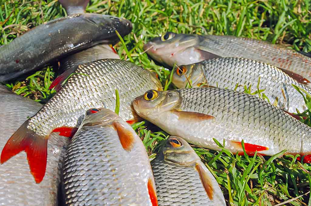 Straipsnis: Švento Petro gimtinėje. Antra dalis