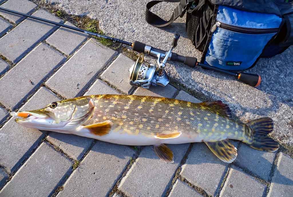 Gyvenimas po tiltu. Pirma dalis Gyvenimas po tiltu. Pirma dalis