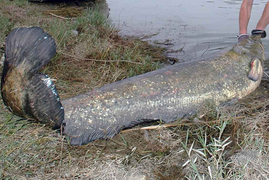 Kaip sugauti šamą? Kaip sugauti šamą?
