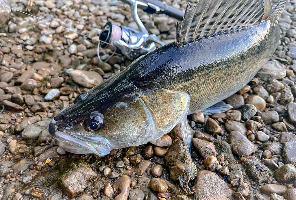 Maži masalai didelei žuviai. Pirma dalis