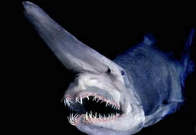 Ryklys goblinas – tai vienas keisčiausių ir nesimpatiškiausių vandenyje gyvenančių būtybių, priskiriamas prie senovinių ryklių.