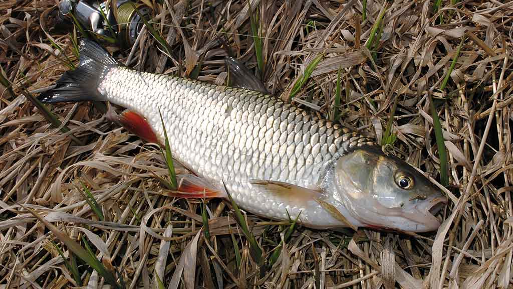 Ar sunku išmokti spiningauti? Antra dalis Ar sunku išmokti spiningauti? Antra dalis