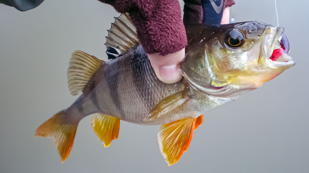 Tvisteris – ne toks paprastas, kaip atrodo Tvisteris – ne toks paprastas, kaip atrodo