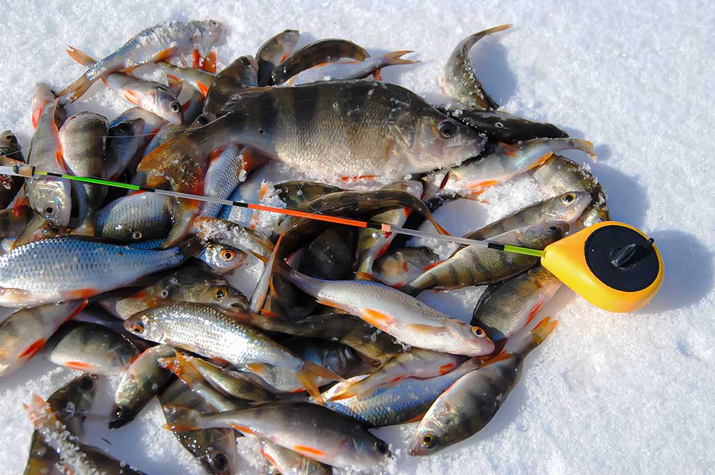 Varžybinis variantas. Antra dalis