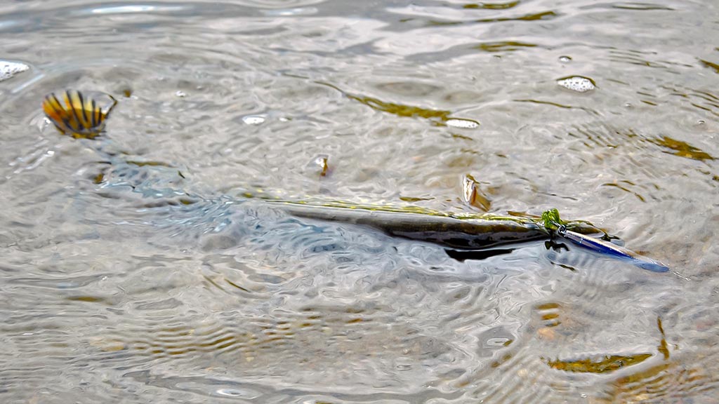 Palydekaukim... Antra dalis