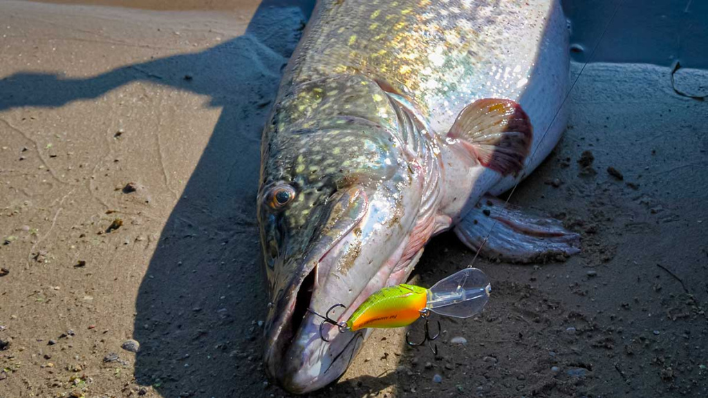 Seni metodai, seni masalai, bet lydekos didelės kaip ir kadaise