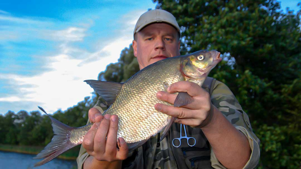 Avižadrėbis ir senas karšių gaudymas spiningu