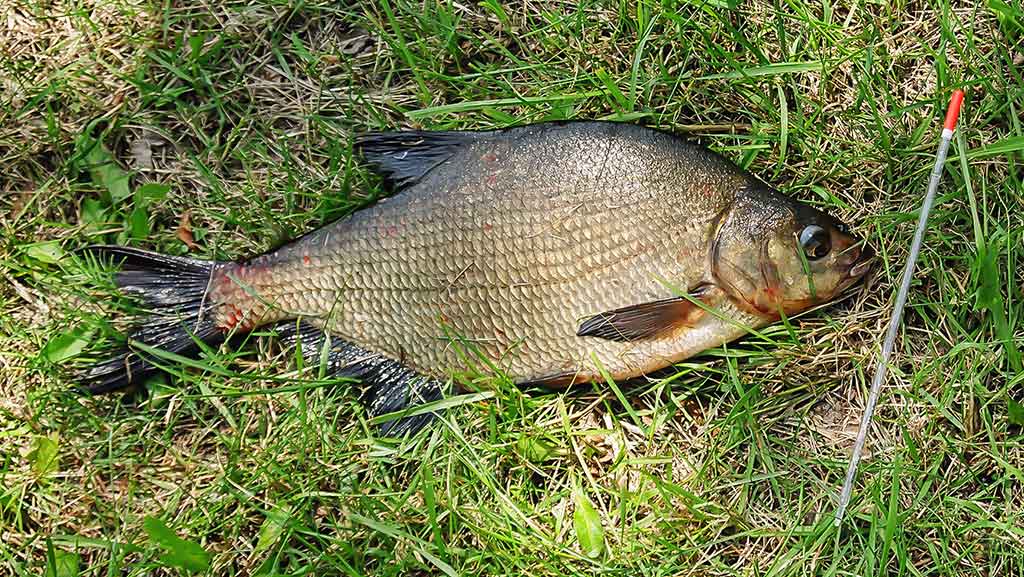 Vidurvasario karšiai. Sistemėlės plūdinei, jaukai ir masalai