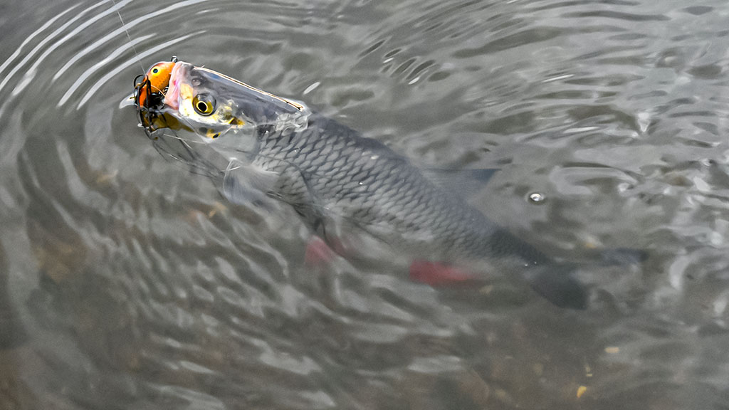 Neįprasta vasara. Pirma dalis Neįprasta vasara. Pirma dalis